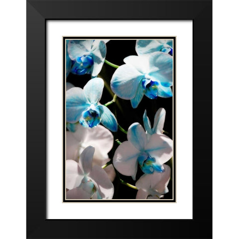 Blue Moth Orchids I Black Modern Wood Framed Art Print with Double Matting by Hausenflock, Alan
