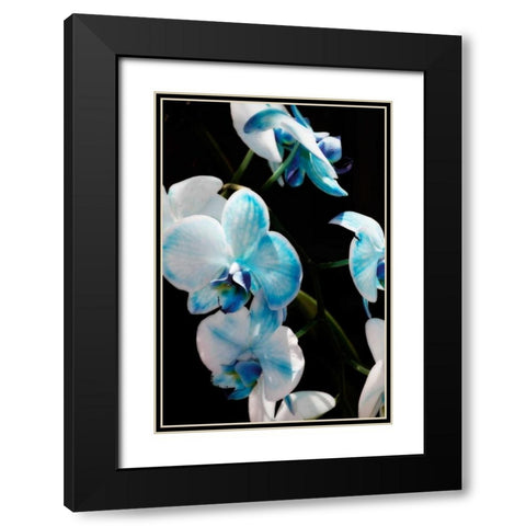 Blue Moth Orchids II Black Modern Wood Framed Art Print with Double Matting by Hausenflock, Alan