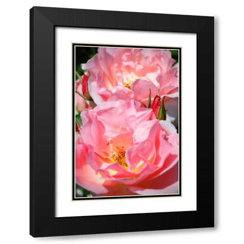 Wild Roses I Black Modern Wood Framed Art Print with Double Matting by Hausenflock, Alan