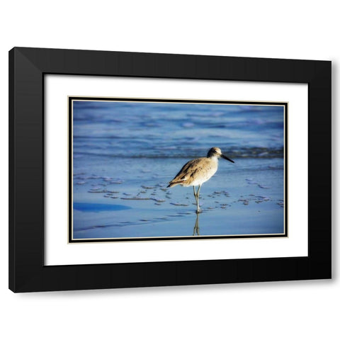 Sandpiper in the Surf II Black Modern Wood Framed Art Print with Double Matting by Hausenflock, Alan