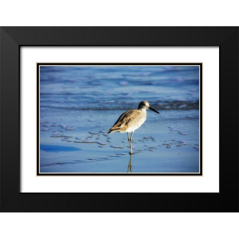 Sandpiper in the Surf II Black Modern Wood Framed Art Print with Double Matting by Hausenflock, Alan