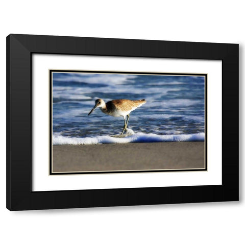 Sandpiper in the Surf III Black Modern Wood Framed Art Print with Double Matting by Hausenflock, Alan