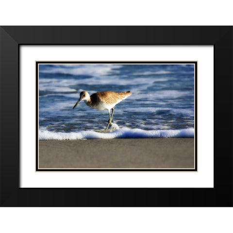 Sandpiper in the Surf III Black Modern Wood Framed Art Print with Double Matting by Hausenflock, Alan