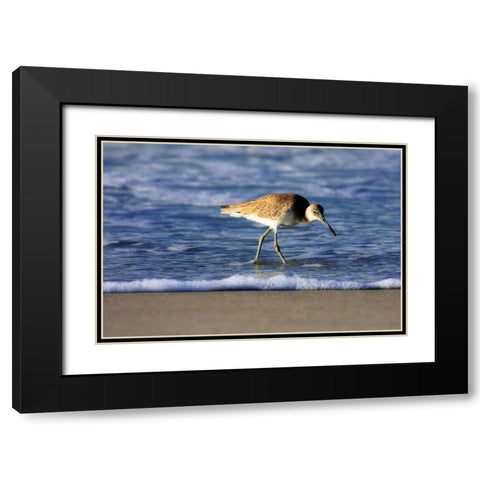 Sandpiper in the Surf IV Black Modern Wood Framed Art Print with Double Matting by Hausenflock, Alan