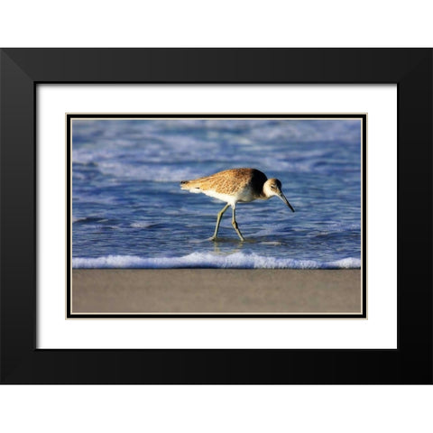 Sandpiper in the Surf IV Black Modern Wood Framed Art Print with Double Matting by Hausenflock, Alan