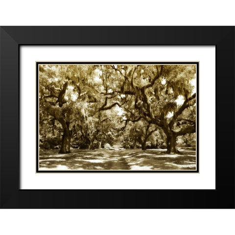 Druid Oaks I Black Modern Wood Framed Art Print with Double Matting by Hausenflock, Alan