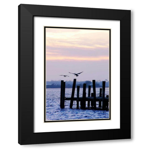 Pelican and Friend Black Modern Wood Framed Art Print with Double Matting by Hausenflock, Alan