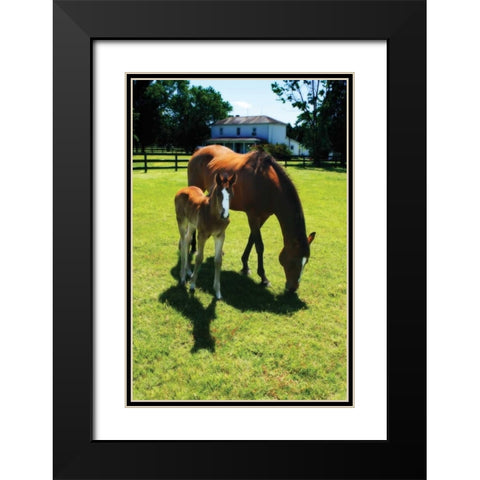 Mare and Foal I Black Modern Wood Framed Art Print with Double Matting by Hausenflock, Alan