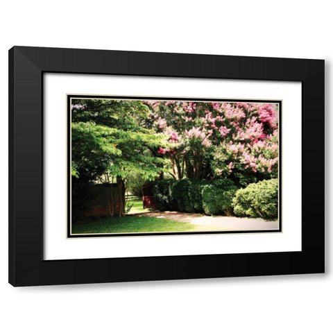 Crepe Myrtle II Black Modern Wood Framed Art Print with Double Matting by Hausenflock, Alan