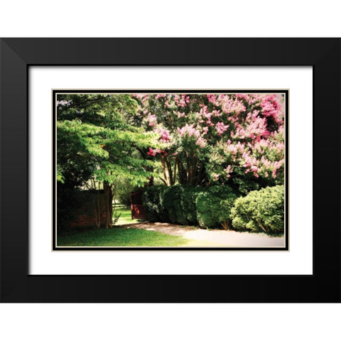 Crepe Myrtle II Black Modern Wood Framed Art Print with Double Matting by Hausenflock, Alan