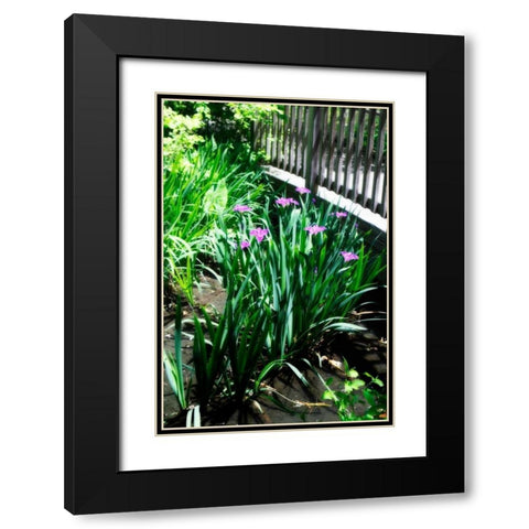Spring Iris I Black Modern Wood Framed Art Print with Double Matting by Hausenflock, Alan
