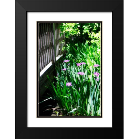 Spring Iris II Black Modern Wood Framed Art Print with Double Matting by Hausenflock, Alan