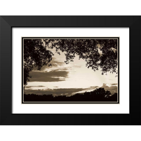 Sunset through Trees II Black Modern Wood Framed Art Print with Double Matting by Hausenflock, Alan