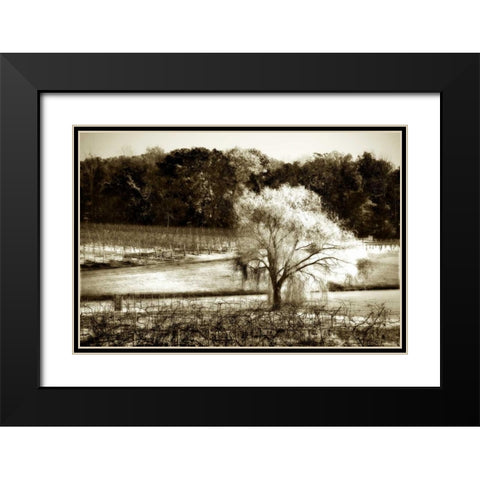 Vineyard I Black Modern Wood Framed Art Print with Double Matting by Hausenflock, Alan