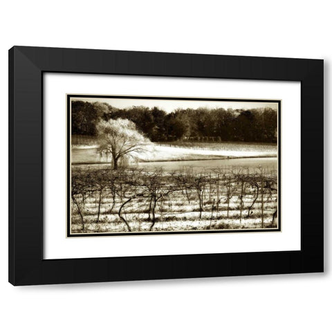 Vineyard II Black Modern Wood Framed Art Print with Double Matting by Hausenflock, Alan