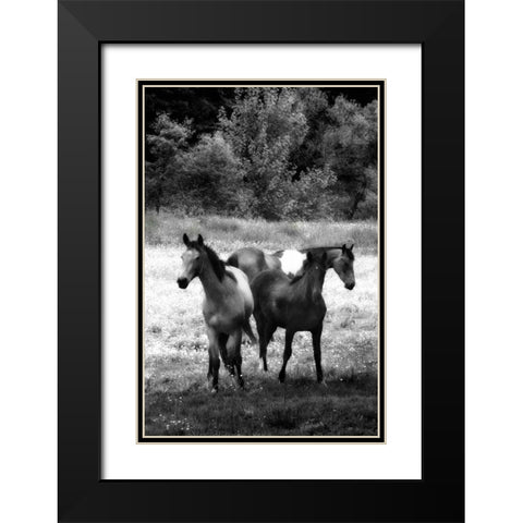 The Horses Three I Black Modern Wood Framed Art Print with Double Matting by Hausenflock, Alan