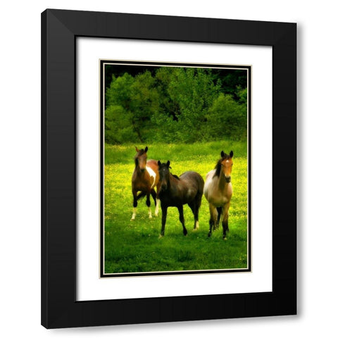 The Horses Three II Black Modern Wood Framed Art Print with Double Matting by Hausenflock, Alan