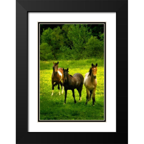 The Horses Three II Black Modern Wood Framed Art Print with Double Matting by Hausenflock, Alan