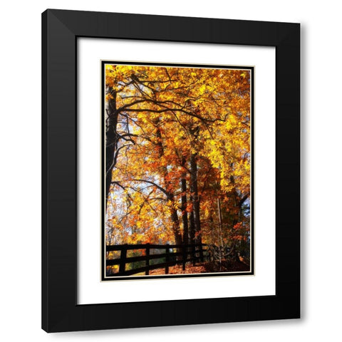 Boughs of Gold I Black Modern Wood Framed Art Print with Double Matting by Hausenflock, Alan