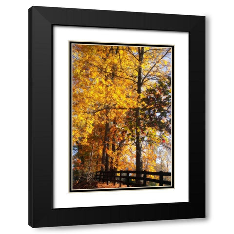 Boughs of Gold II Black Modern Wood Framed Art Print with Double Matting by Hausenflock, Alan