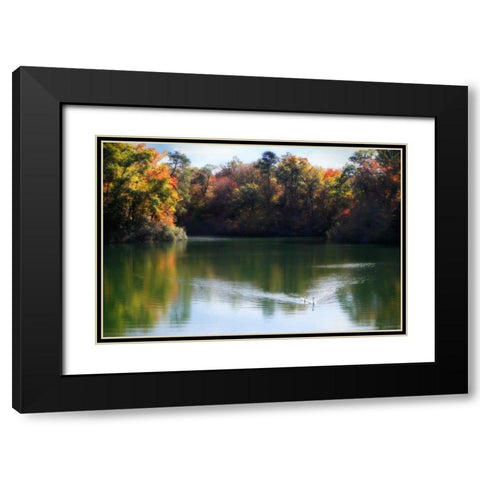 Swans on the Lake II Black Modern Wood Framed Art Print with Double Matting by Hausenflock, Alan