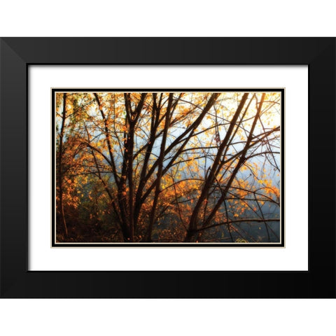 Leaves of Orange III Black Modern Wood Framed Art Print with Double Matting by Hausenflock, Alan