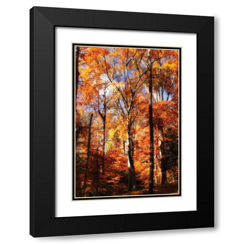 Autumn Cathedral II Black Modern Wood Framed Art Print with Double Matting by Hausenflock, Alan