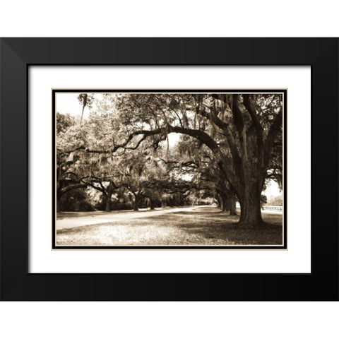 Charleston Oaks 9 Sepia Black Modern Wood Framed Art Print with Double Matting by Hausenflock, Alan