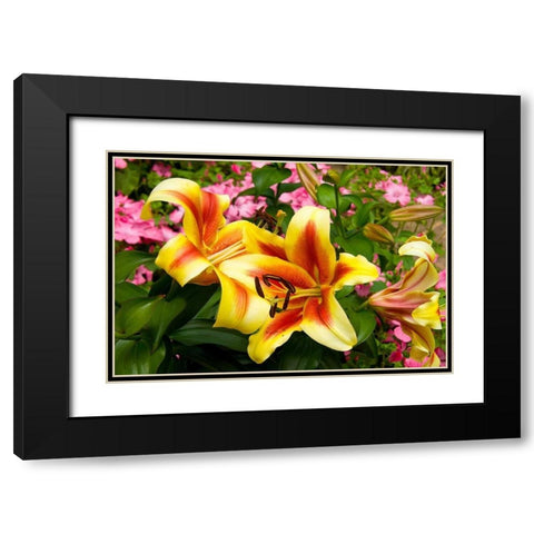 Yellow Lilies Black Modern Wood Framed Art Print with Double Matting by Johnson, George
