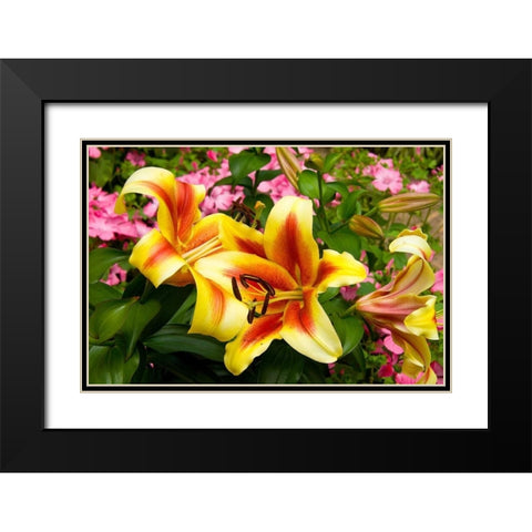 Yellow Lilies Black Modern Wood Framed Art Print with Double Matting by Johnson, George