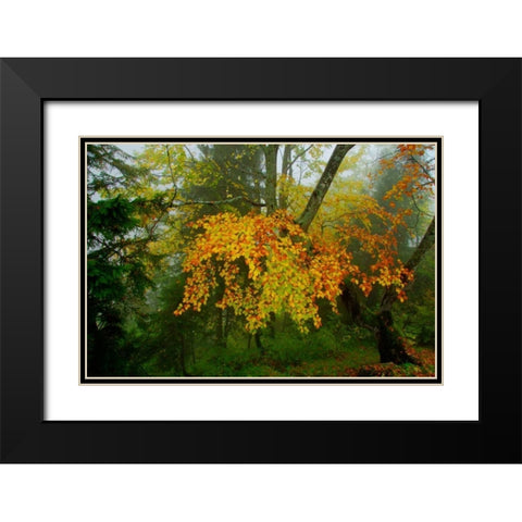 Schloss Hohenschwangau I Black Modern Wood Framed Art Print with Double Matting by Johnson, George