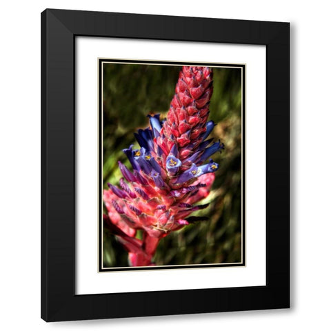 Blue and Red Flower Black Modern Wood Framed Art Print with Double Matting by Johnson, George