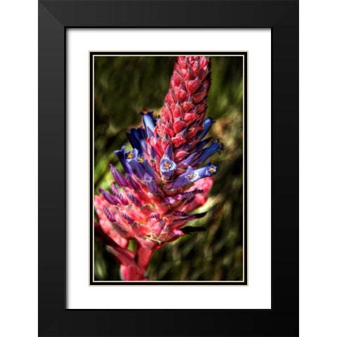 Blue and Red Flower Black Modern Wood Framed Art Print with Double Matting by Johnson, George