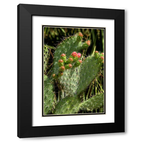 Cactus Flowers II Black Modern Wood Framed Art Print with Double Matting by Johnson, George