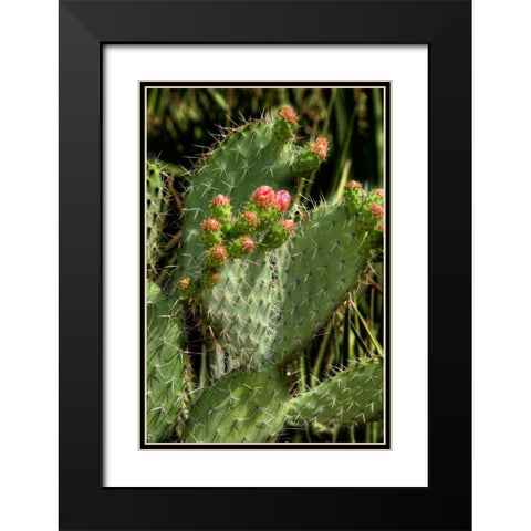 Cactus Flowers II Black Modern Wood Framed Art Print with Double Matting by Johnson, George