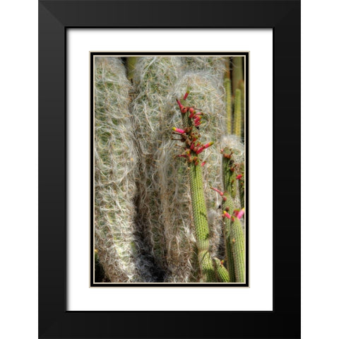 Cactus Flowers IV Black Modern Wood Framed Art Print with Double Matting by Johnson, George