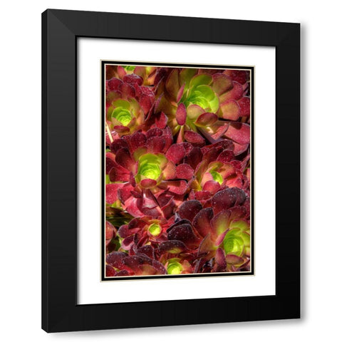 Green in Red Flower Black Modern Wood Framed Art Print with Double Matting by Johnson, George