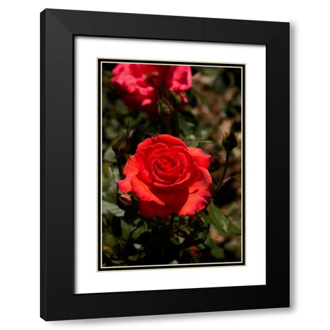 Red Rose Black Modern Wood Framed Art Print with Double Matting by Johnson, George