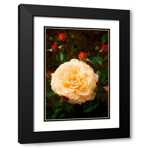 Yellow Rose Black Modern Wood Framed Art Print with Double Matting by Johnson, George