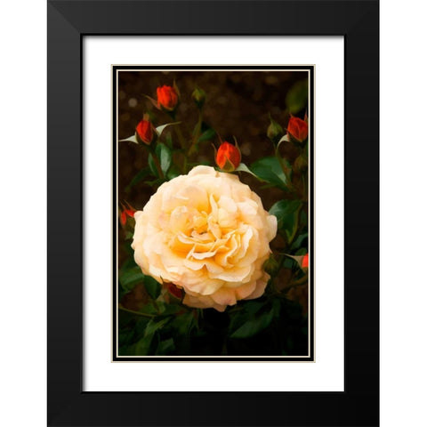 Yellow Rose Black Modern Wood Framed Art Print with Double Matting by Johnson, George