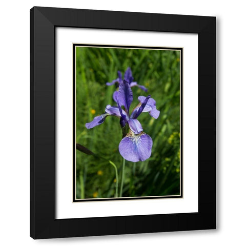 Blue Iris Black Modern Wood Framed Art Print with Double Matting by Johnson, George