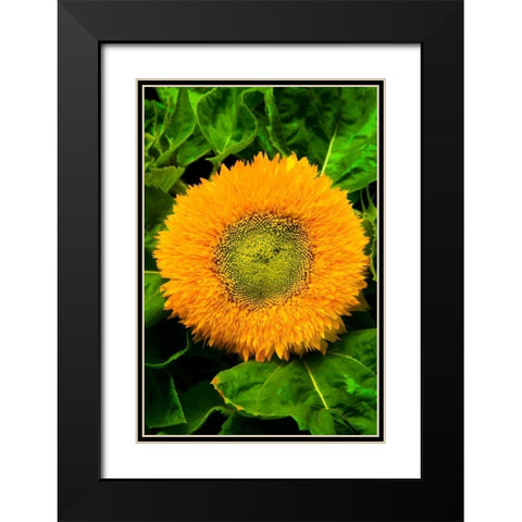 Orange Flower II Black Modern Wood Framed Art Print with Double Matting by Johnson, George