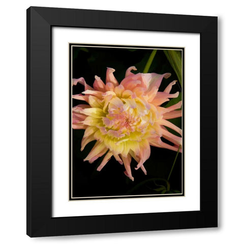 Pink and Yellow Dahlia Black Modern Wood Framed Art Print with Double Matting by Johnson, George