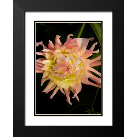 Pink and Yellow Dahlia Black Modern Wood Framed Art Print with Double Matting by Johnson, George