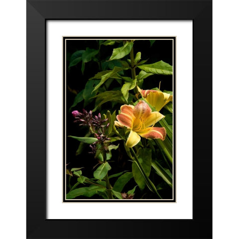 Pink and Yellow Lily Black Modern Wood Framed Art Print with Double Matting by Johnson, George