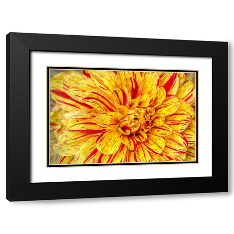 Red Striped Dahlia Black Modern Wood Framed Art Print with Double Matting by Johnson, George