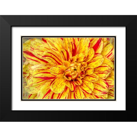 Red Striped Dahlia Black Modern Wood Framed Art Print with Double Matting by Johnson, George