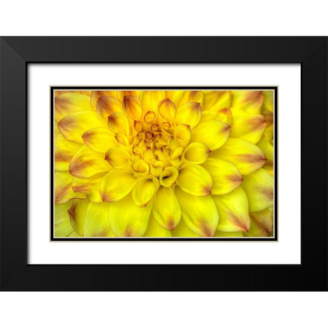 Red Tip Dahlias Black Modern Wood Framed Art Print with Double Matting by Johnson, George