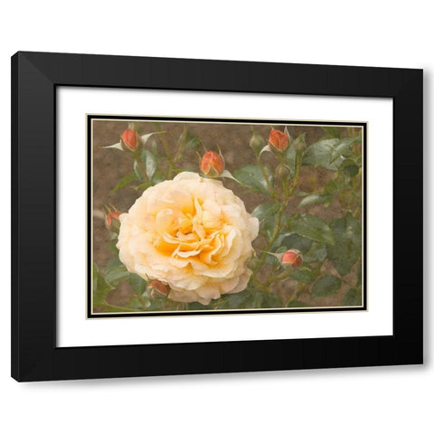 Christchurch Yellow Roses Black Modern Wood Framed Art Print with Double Matting by Johnson, George