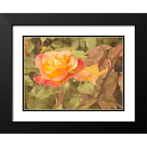 Sunset Rose Black Modern Wood Framed Art Print with Double Matting by Johnson, George